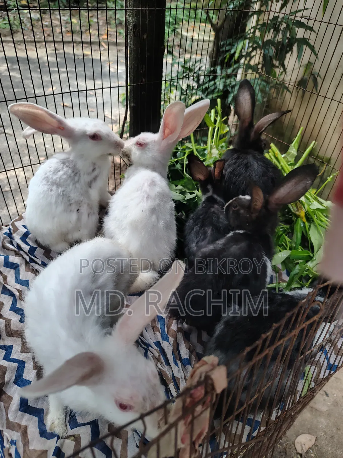 7 pieces of baby rabbits will be sold Sold through Md. Naimul Islam