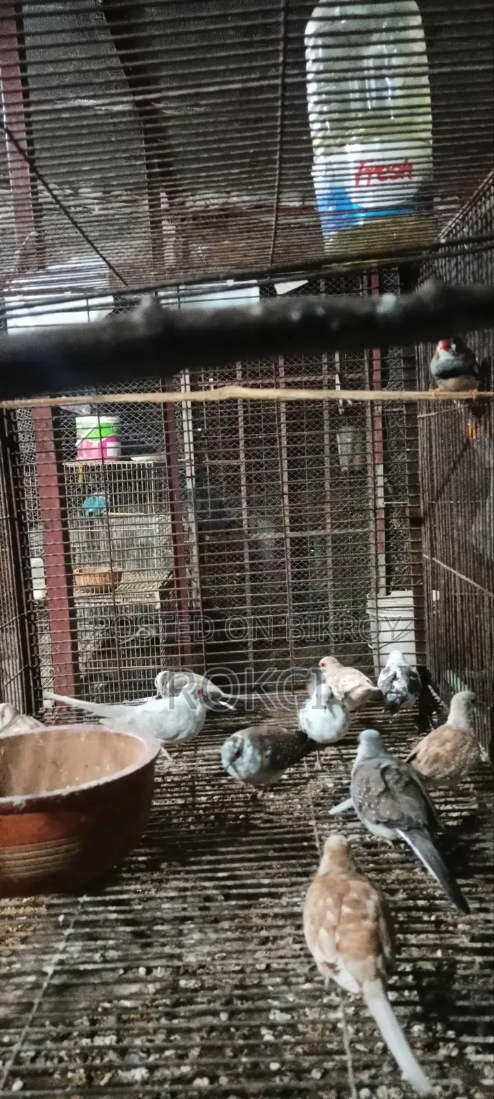 Red Dove Female