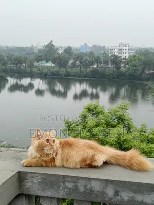 ৬-১২ মাসের ফিমেল পিওরব্রেড পার্সিয়ান