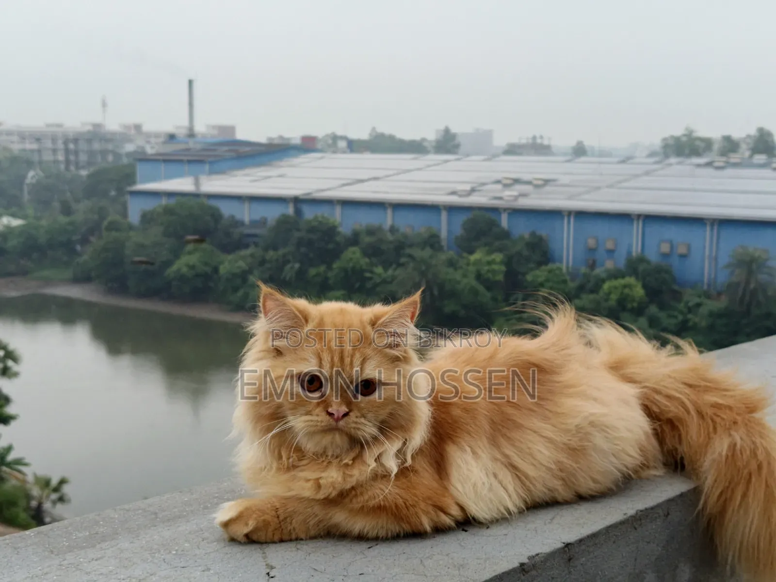 ৬-১২ মাসের ফিমেল পিওরব্রেড পার্সিয়ান