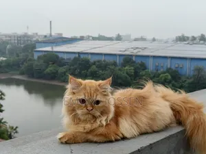 ৬-১২ মাসের ফিমেল পিওরব্রেড পার্সিয়ান