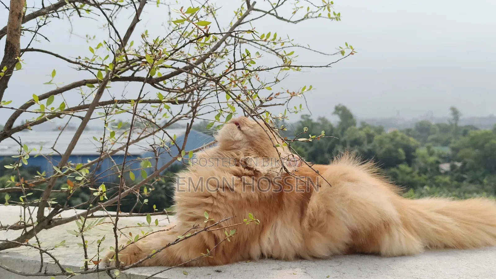 ৬-১২ মাসের ফিমেল পিওরব্রেড পার্সিয়ান