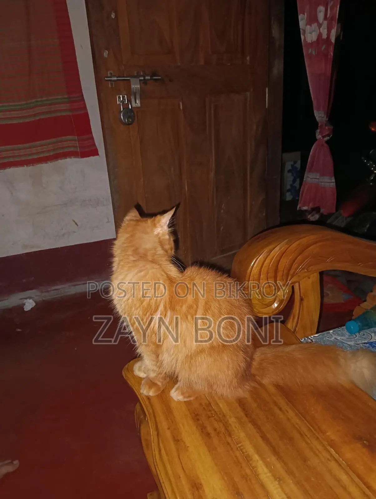 ১+ বছর বয়সী নারী খাঁটি পারসিয়ান বিড়াল