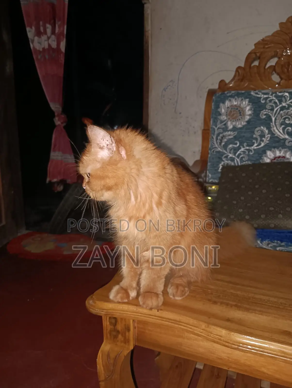 ১+ বছর বয়সী নারী খাঁটি পারসিয়ান বিড়াল