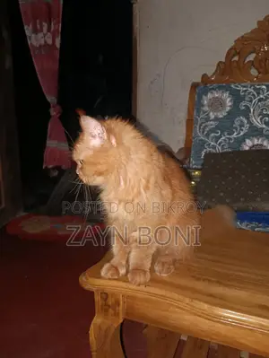 ১+ বছর বয়সী নারী খাঁটি পারসিয়ান বিড়াল