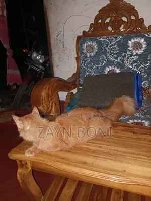 ১+ বছর বয়সী নারী খাঁটি পারসিয়ান বিড়াল