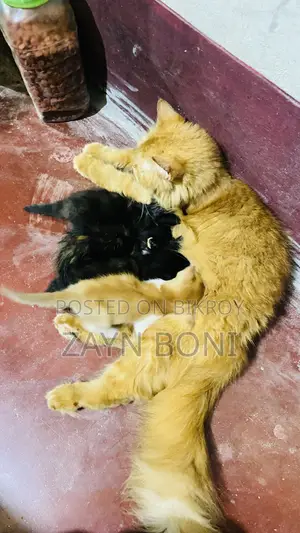 ১+ বছর বয়সী নারী খাঁটি পারসিয়ান বিড়াল