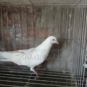 Beautiful white pigeon for sale (Age 6/7 months)