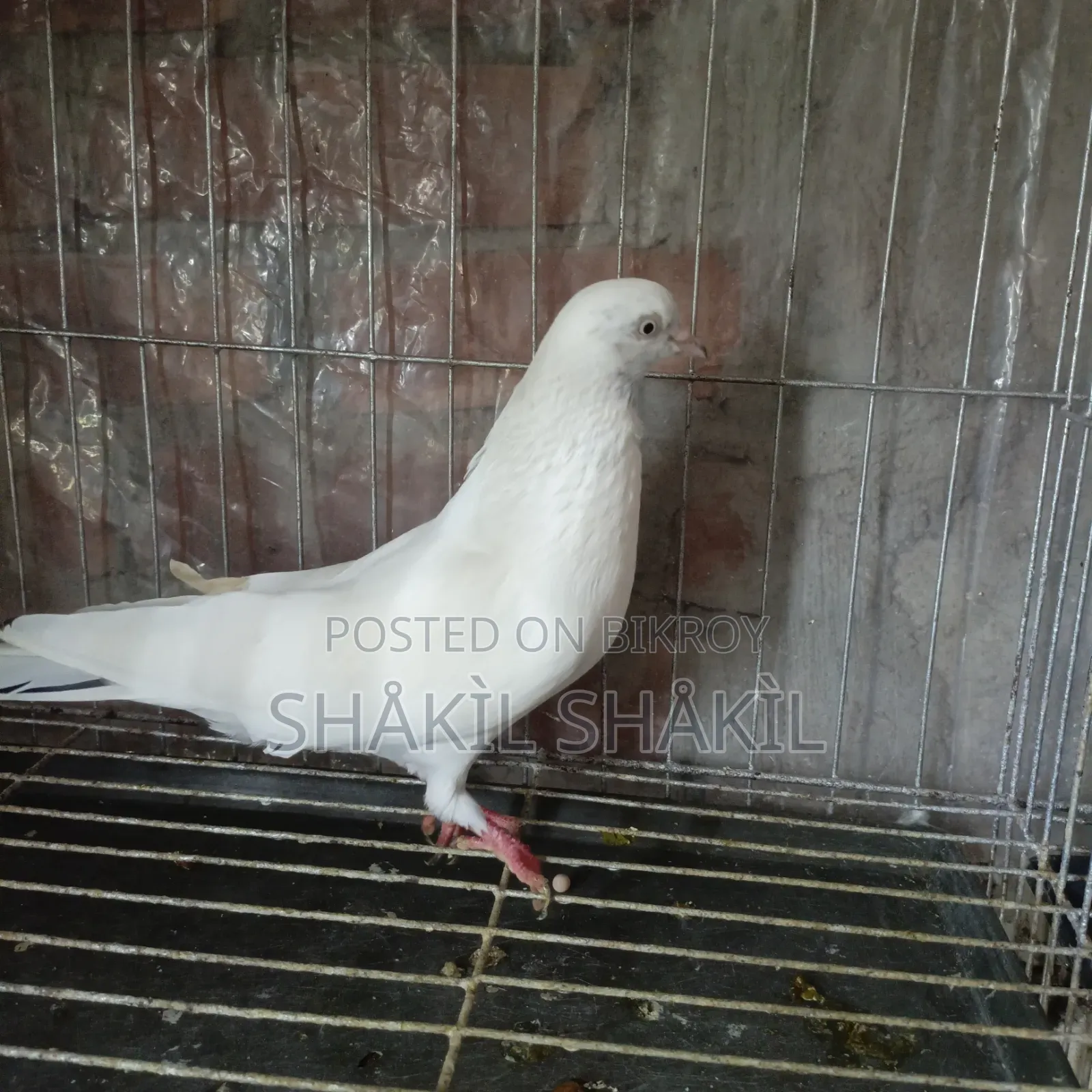 Beautiful white pigeon for sale (Age 6/7 months)
