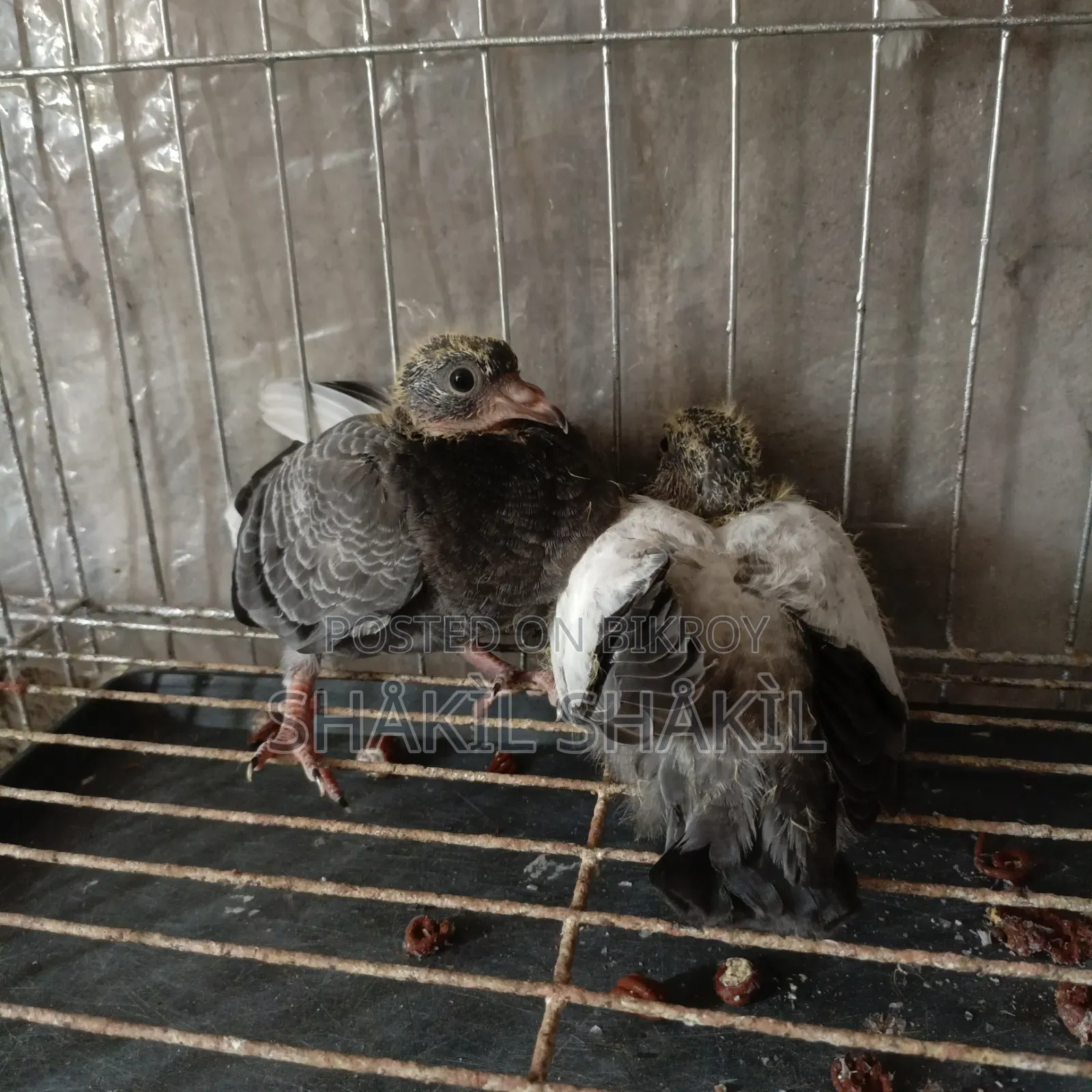 1 pair of eatable pigeon squabs for sale