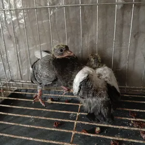 1 pair of eatable pigeon squabs for sale
