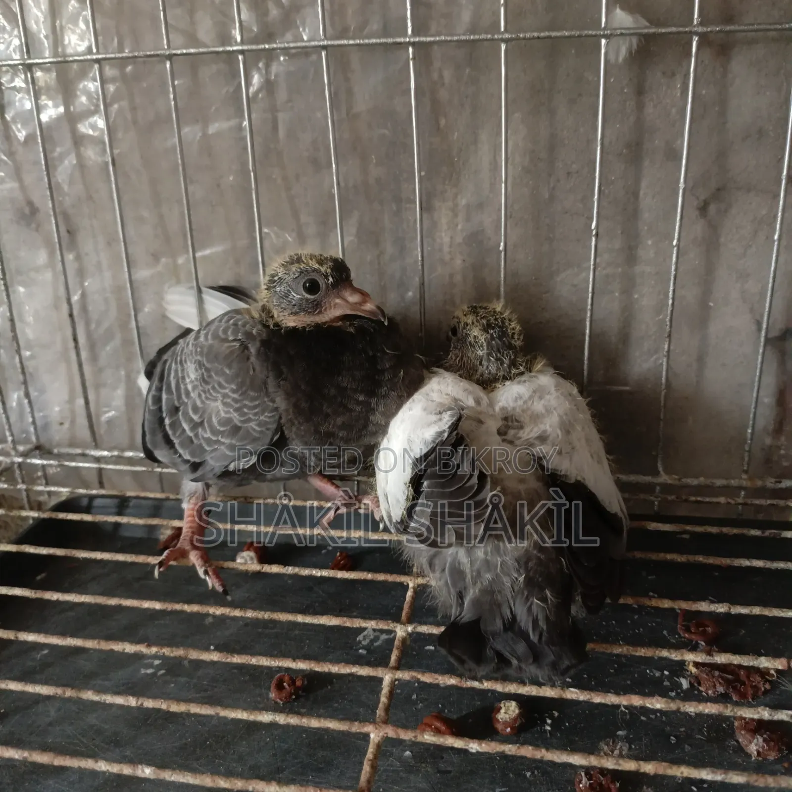 1 pair of eatable pigeon squabs for sale