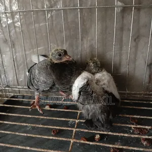 1 pair of eatable pigeon squabs for sale