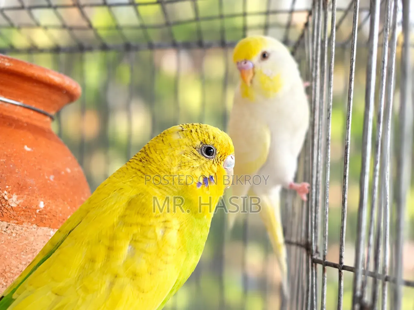 ১ জোড়া রানিং বাজরিগার