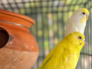 ১ জোড়া রানিং বাজরিগার