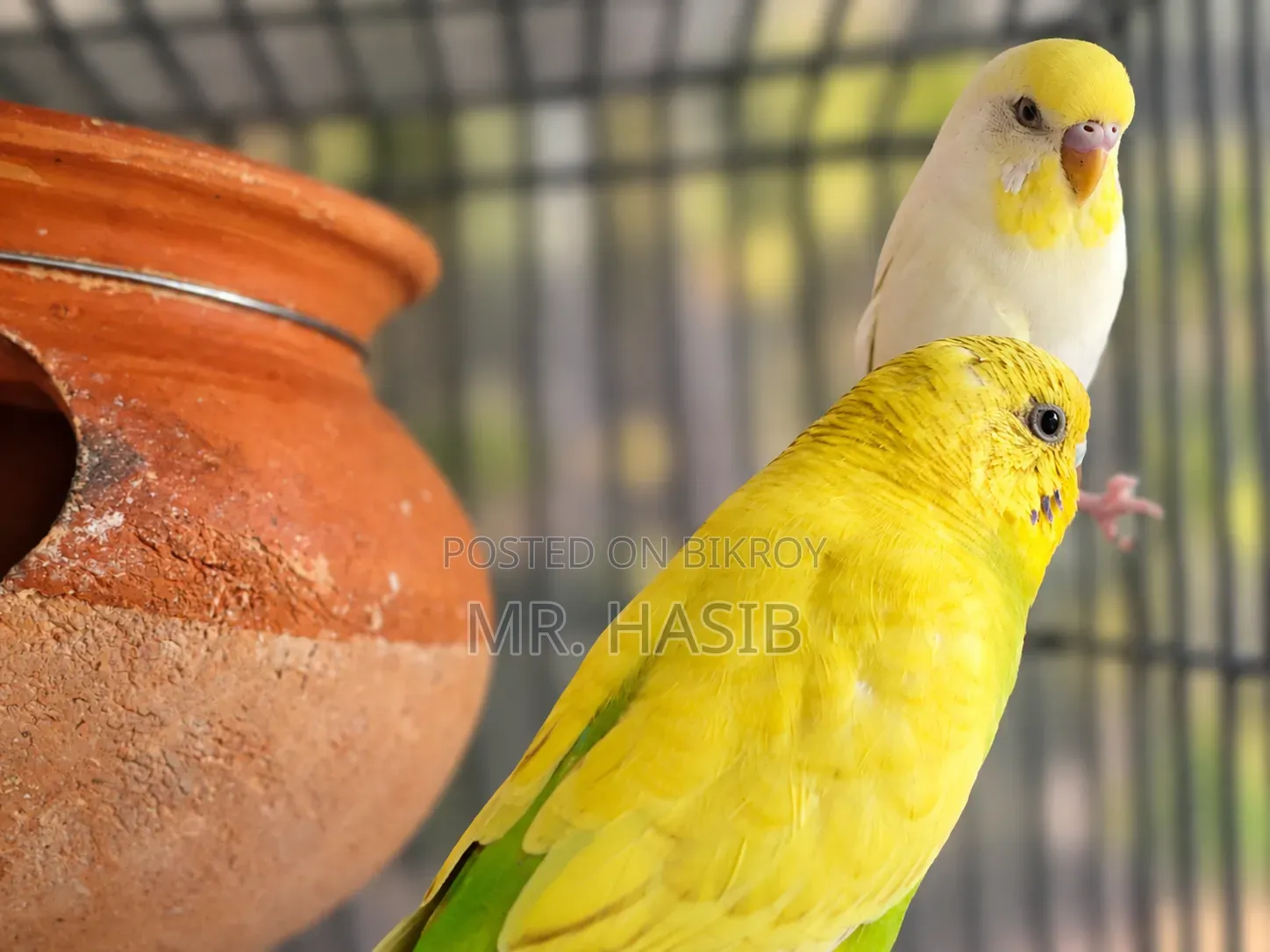 ১ জোড়া রানিং বাজরিগার