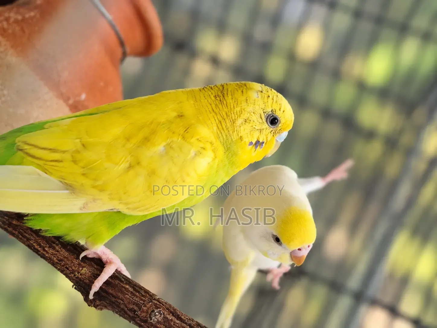 ১ জোড়া রানিং বাজরিগার