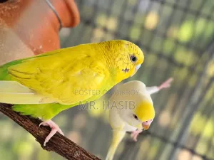 ১ জোড়া রানিং বাজরিগার