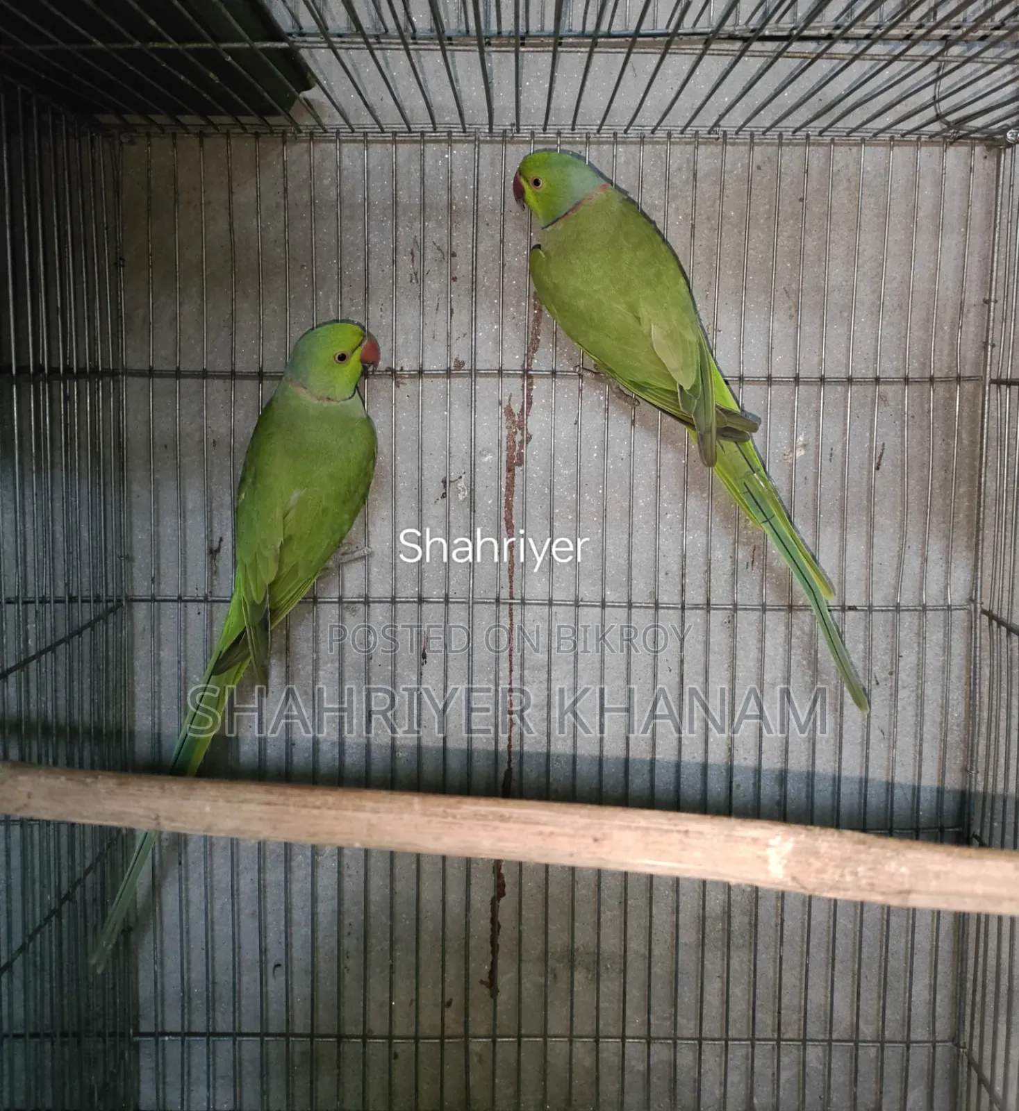 ইন্ডিয়ান রিংনেট টিয়া ২ পিস মেল।