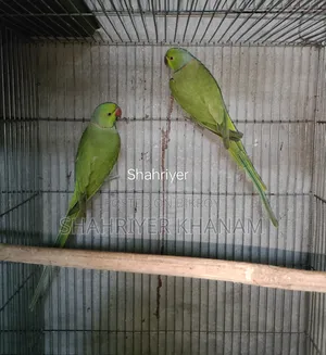 ইন্ডিয়ান রিংনেট টিয়া ২ পিস মেল।
