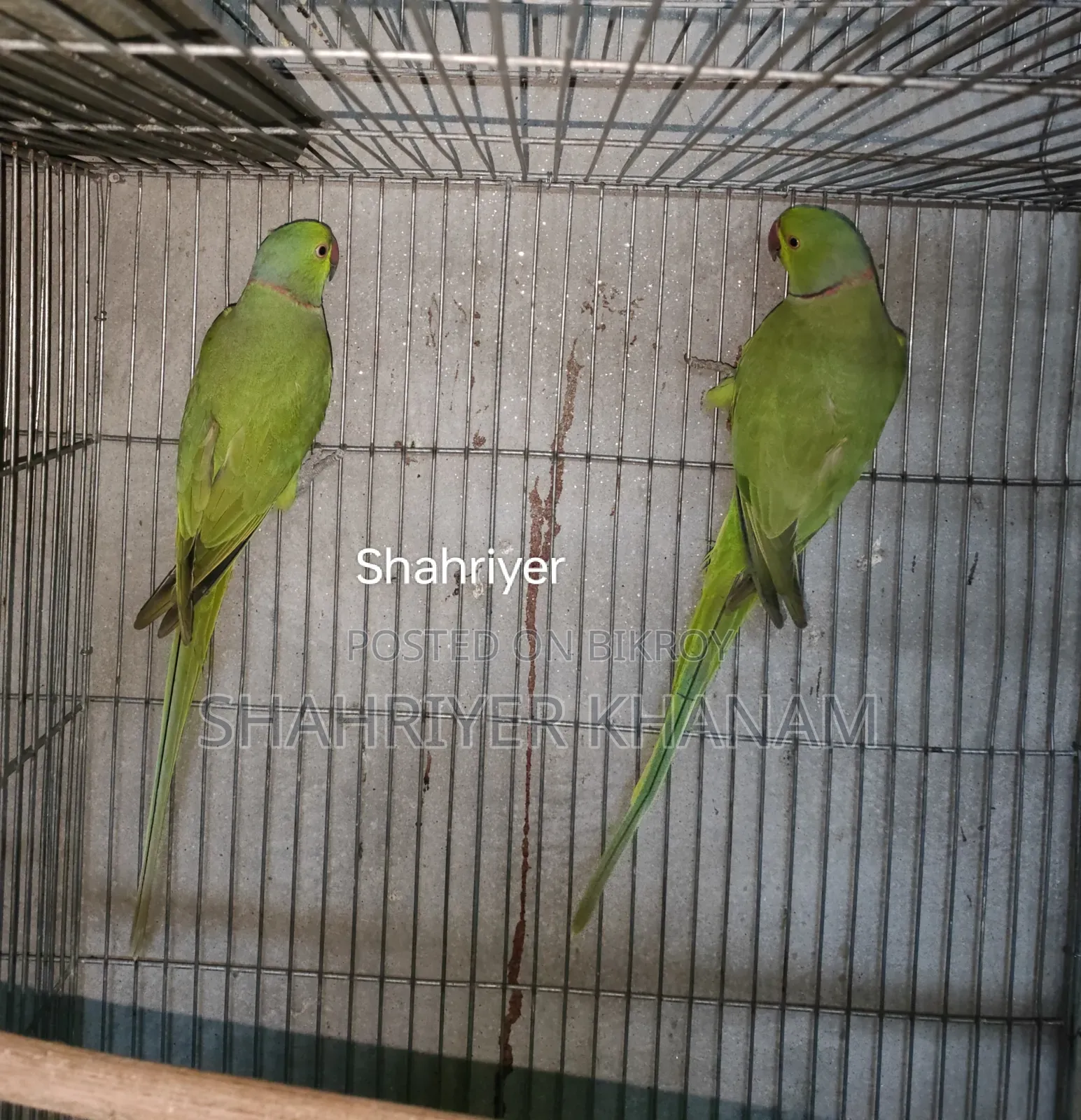 ইন্ডিয়ান রিংনেট টিয়া ২ পিস মেল।
