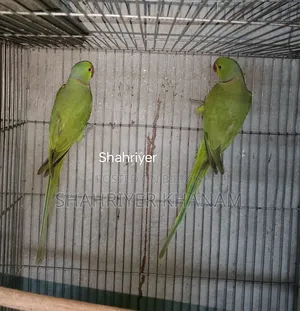 ইন্ডিয়ান রিংনেট টিয়া ২ পিস মেল।