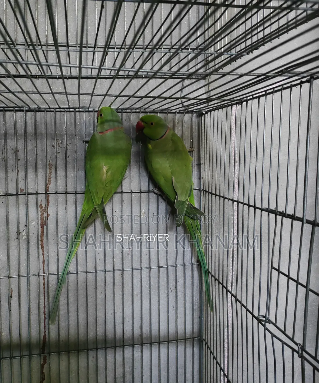 ইন্ডিয়ান রিংনেট টিয়া ২ পিস মেল।