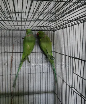 ইন্ডিয়ান রিংনেট টিয়া ২ পিস মেল।