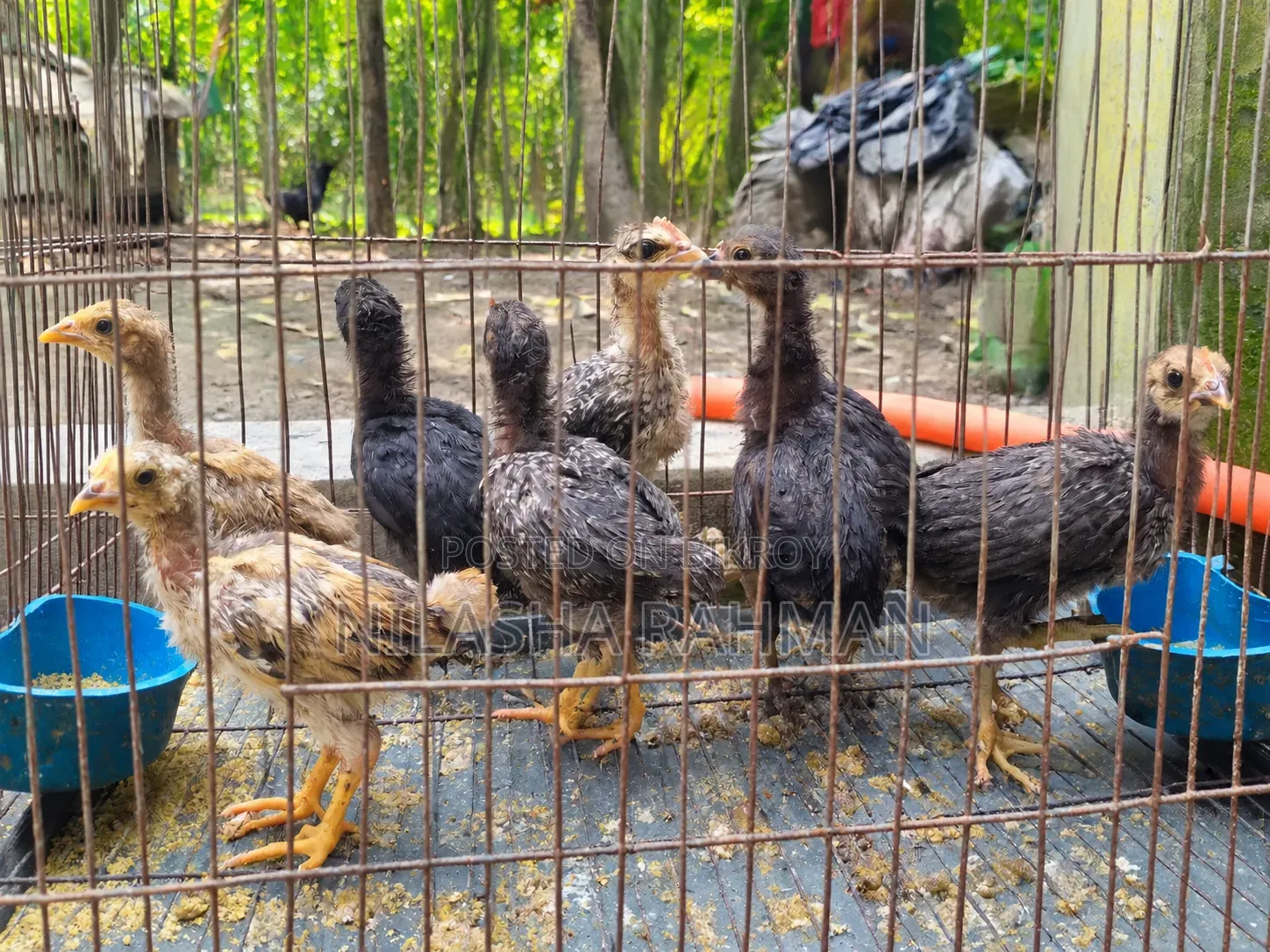 Deshi Chicken Chicks,