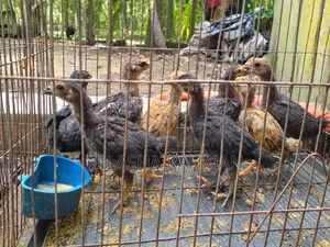 Deshi Chicken Chicks,