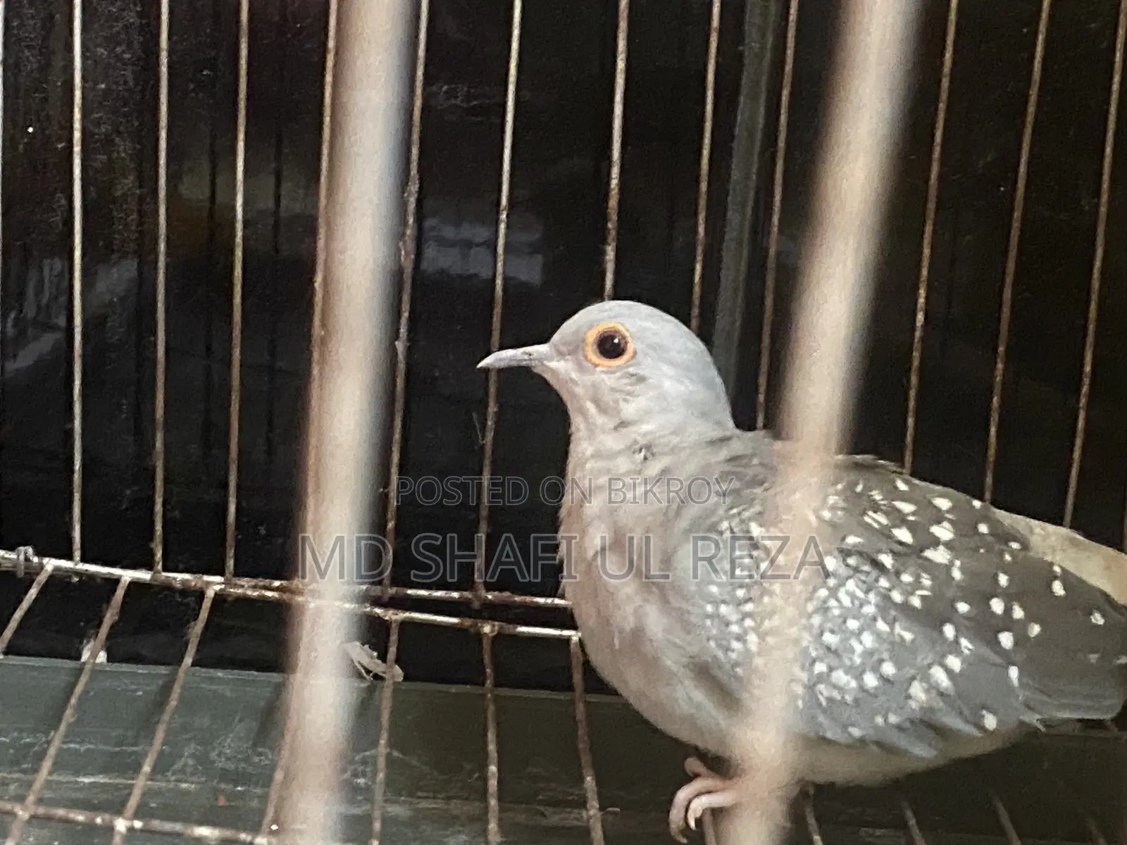 Running Dimond Dove Sell