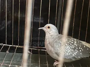 Running Dimond Dove Sell