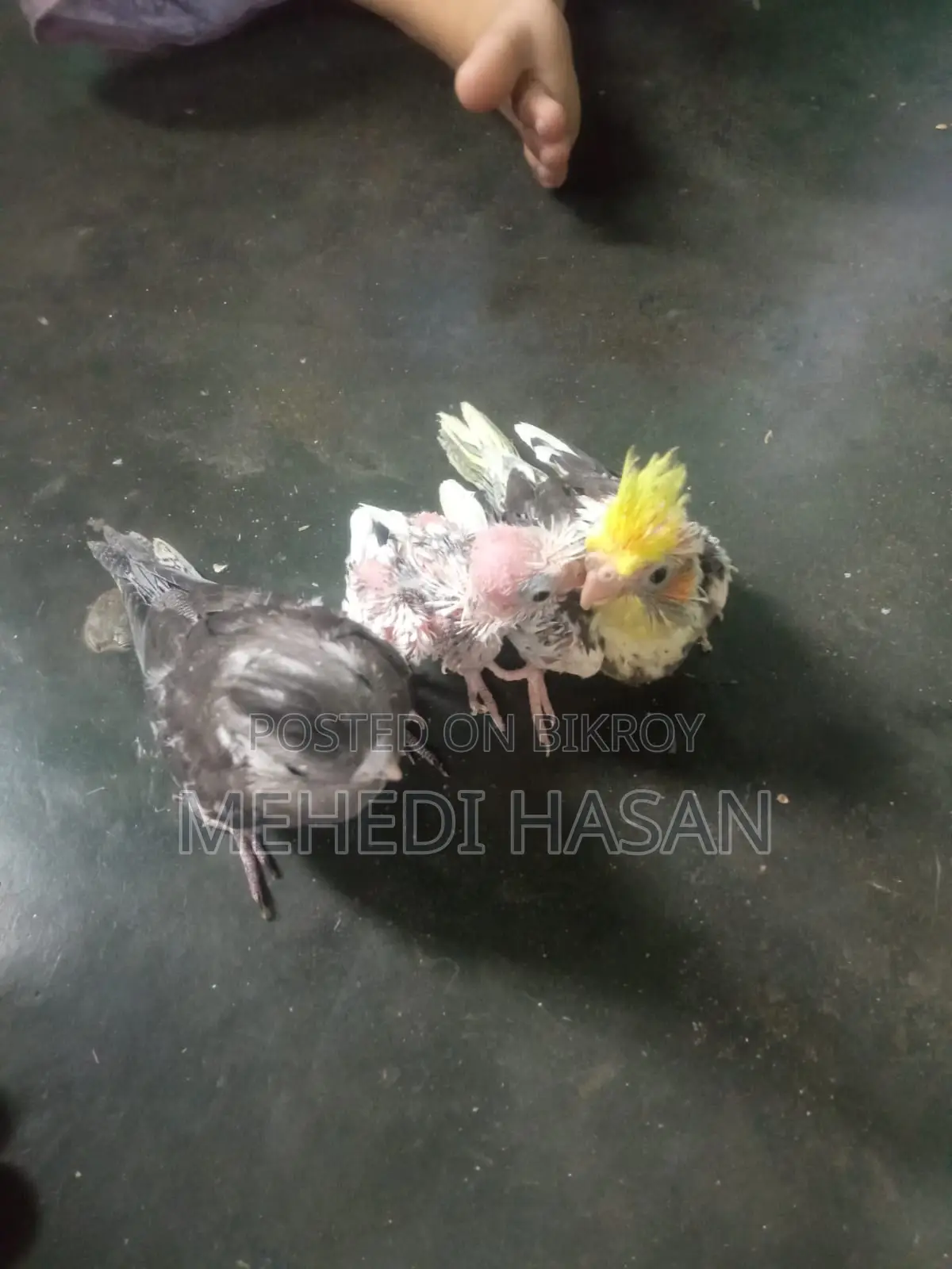 ককাটেল পাখির বাচ্চা
