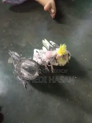 ককাটেল পাখির বাচ্চা