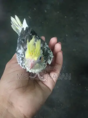ককাটেল পাখির বাচ্চা