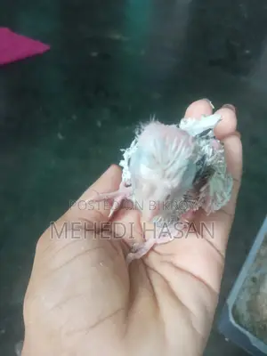 ককাটেল পাখির বাচ্চা