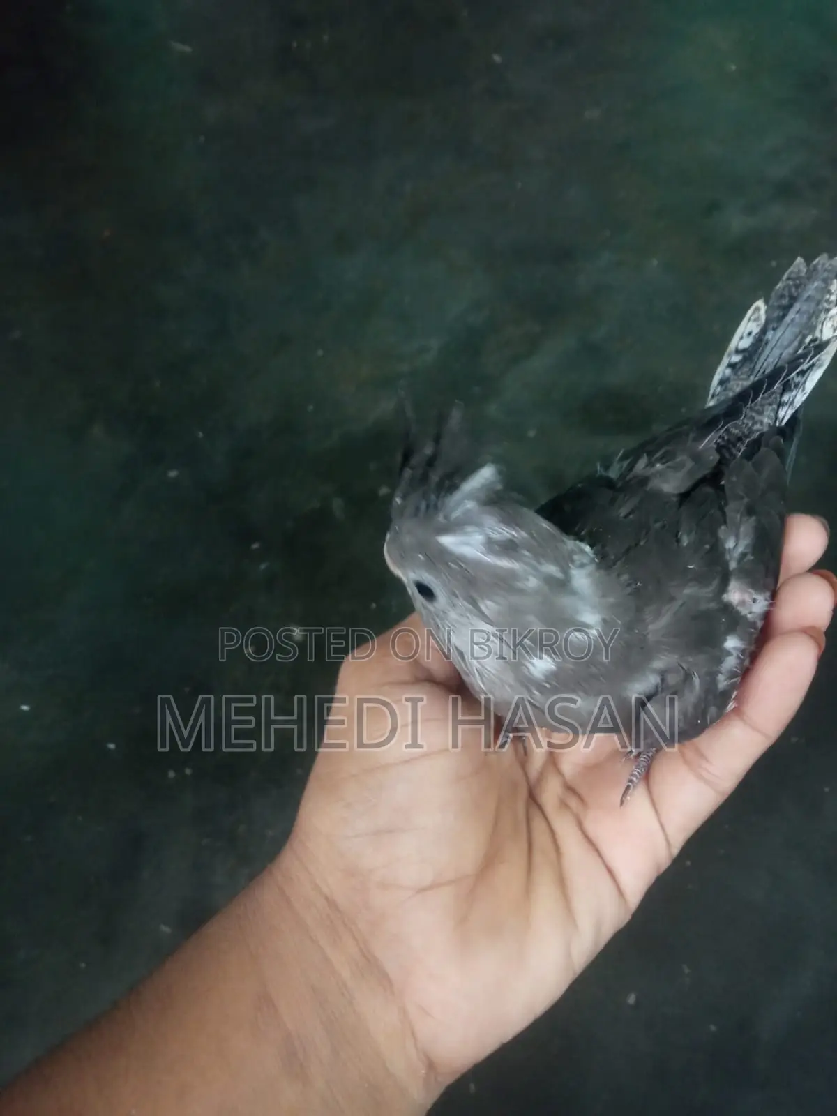 ককাটেল পাখির বাচ্চা