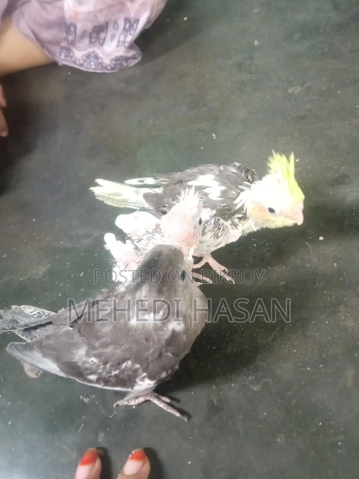 ককাটেল পাখির বাচ্চা