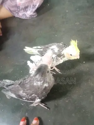 ককাটেল পাখির বাচ্চা