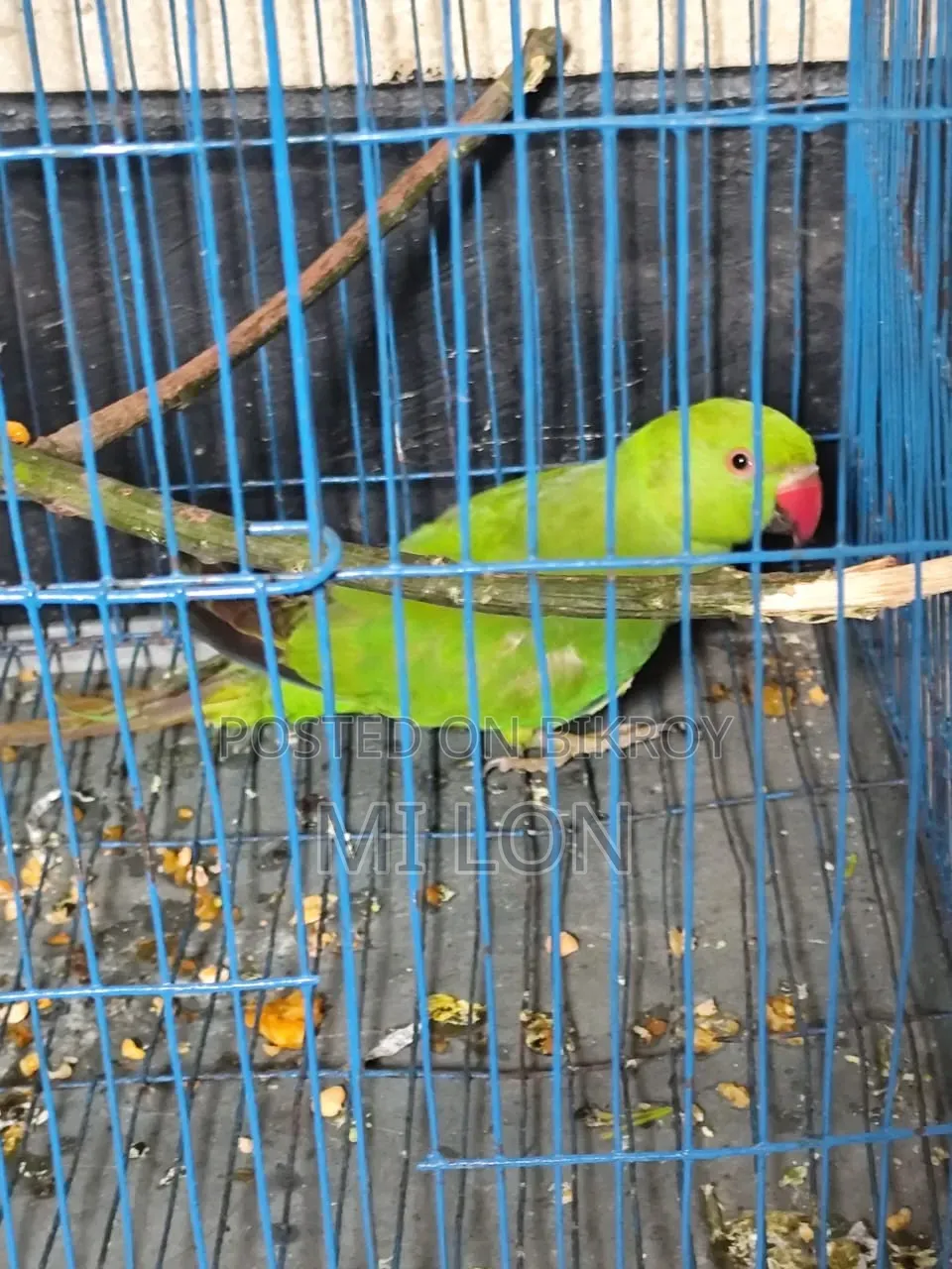 একটা টিয়া পাখি সেল করা হবে দাম ২৫০০ টাকা