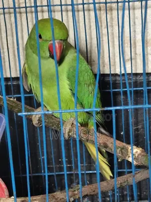 একটা টিয়া পাখি সেল করা হবে দাম ২৫০০ টাকা