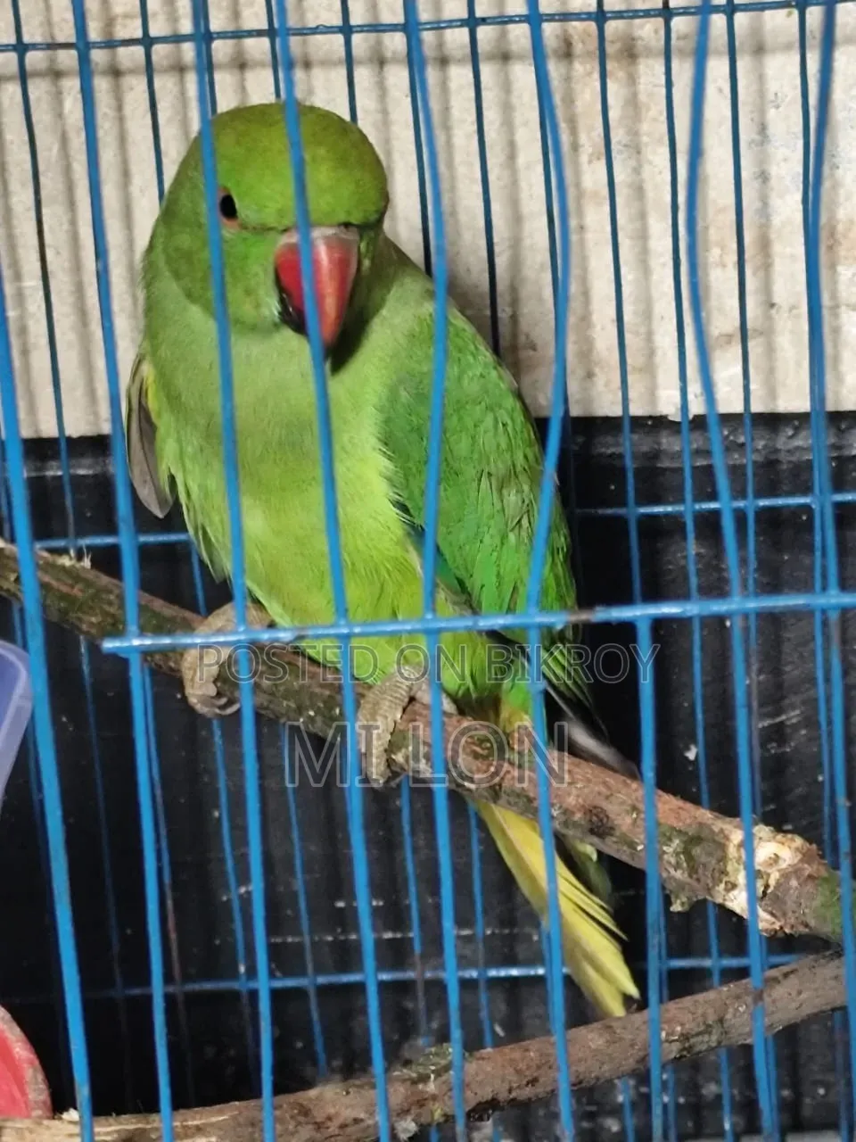 একটা টিয়া পাখি সেল করা হবে দাম ২৫০০ টাকা