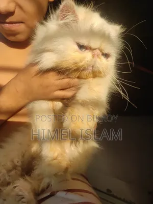 ১+ বছরের ফিমেল পিওরব্রেড এক্সোটিক