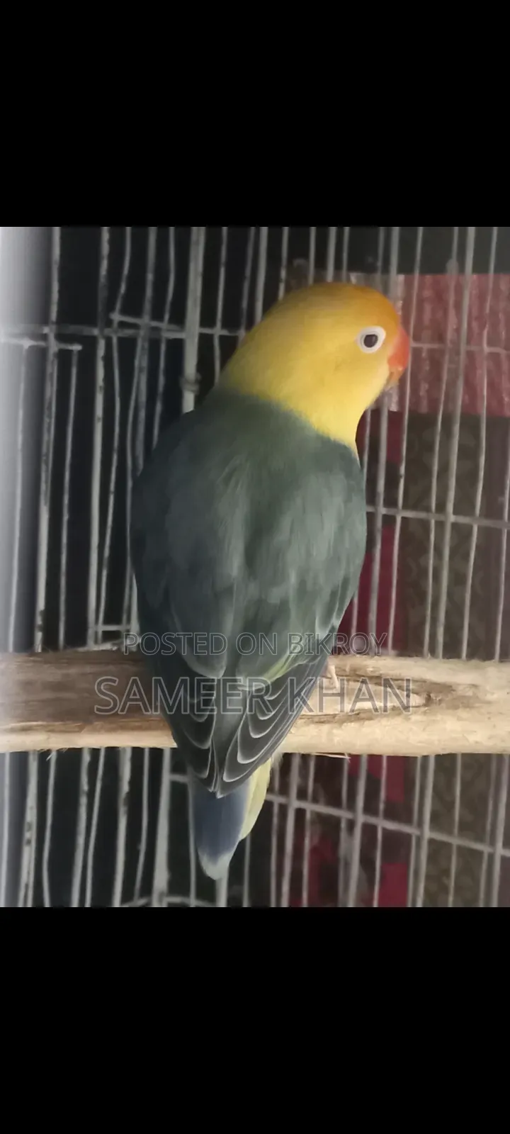 এক পিস পার ব্লু ফিমেল হাত বদল হবে