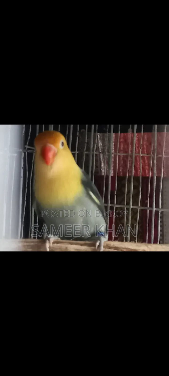 এক পিস পার ব্লু ফিমেল হাত বদল হবে
