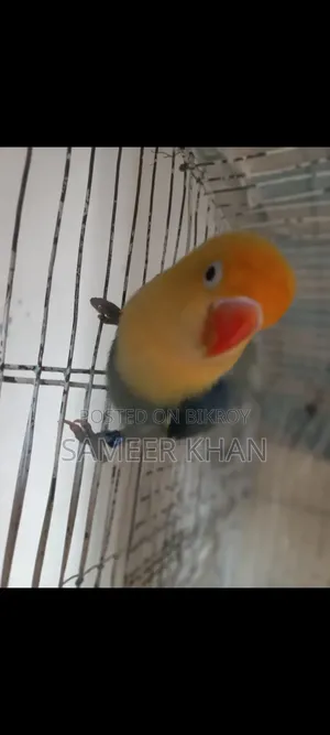 এক পিস পার ব্লু ফিমেল হাত বদল হবে