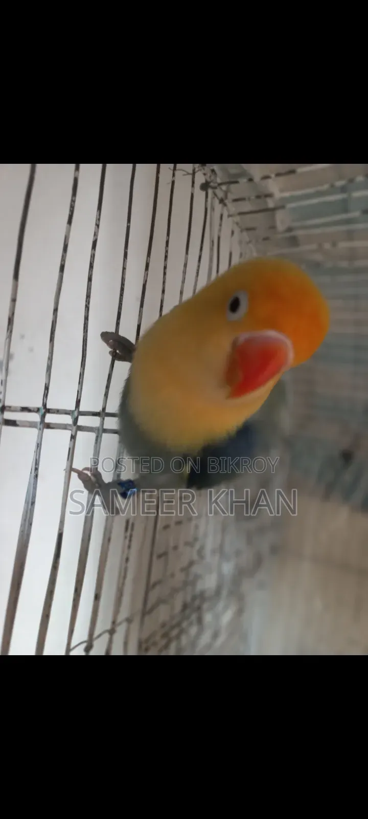 এক পিস পার ব্লু ফিমেল হাত বদল হবে