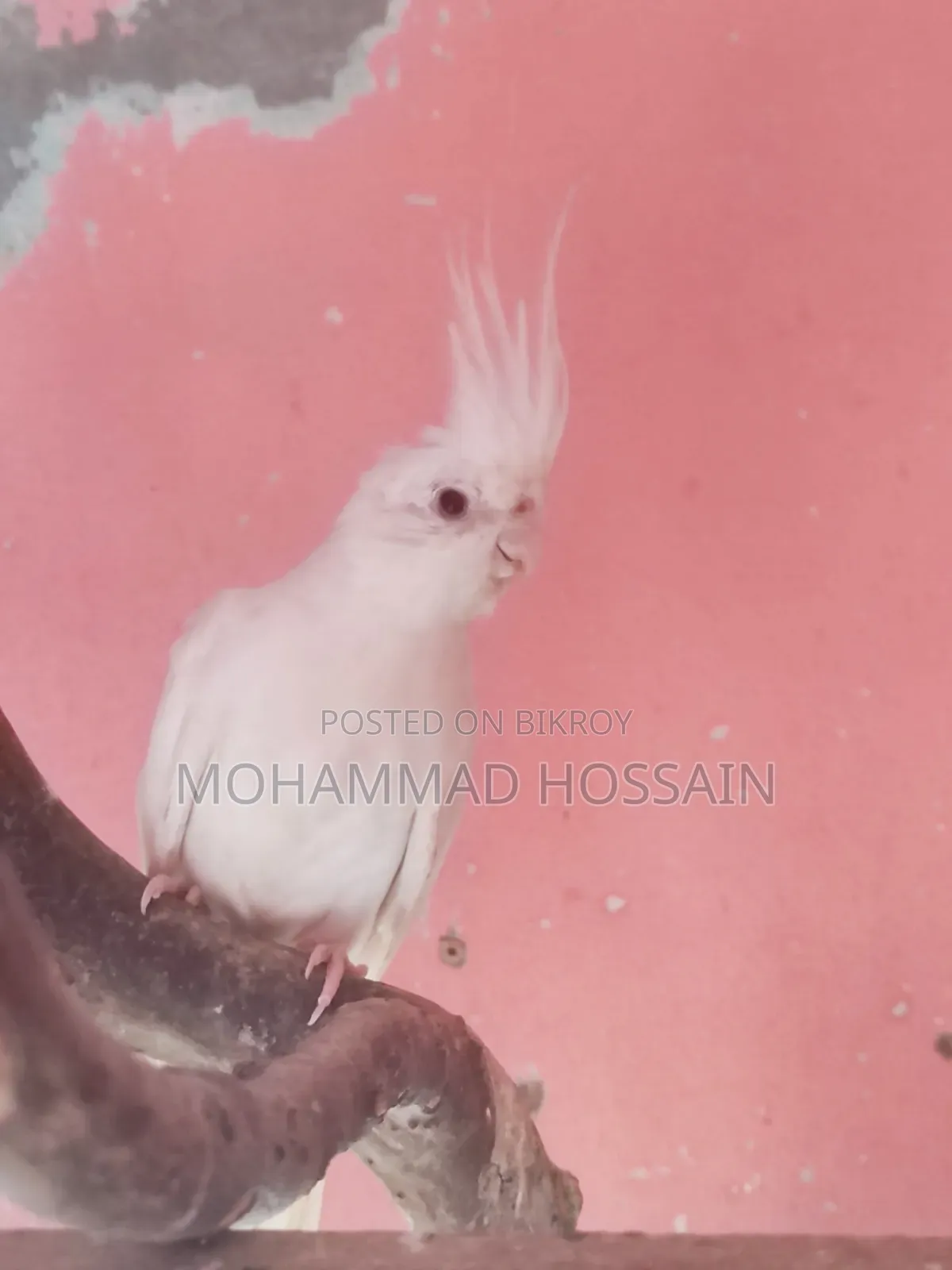 কোকাটাইল এ্যালবিনো সেমি এডাল্ট পাখি বিক্রি