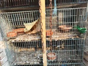 Bird or Pigeon Cage
