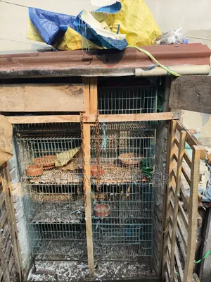 Bird or Pigeon Cage